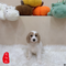 Cavapoo - 8193 (F)