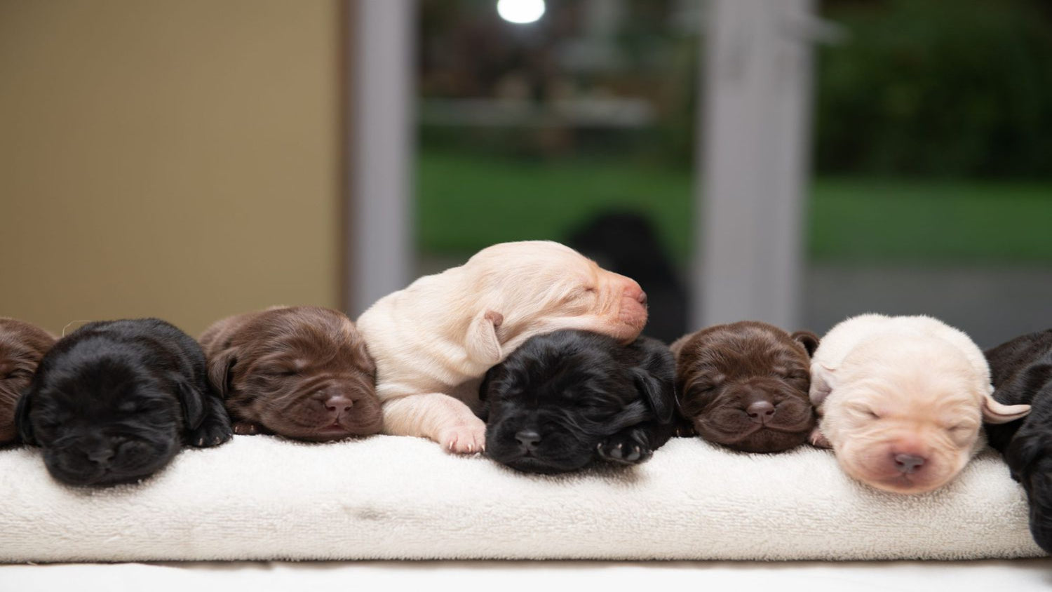Paw Palace SG picture. A group of newborn puppies sleeping together on a white blanket indoors, with a softly blurred background showing a window and greenery outside.