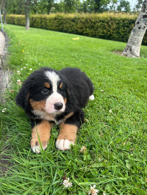 Bernese Mountain Dog