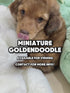 Mini Goldendoodle - 2842 (F)