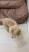 Mini Goldendoodle - 4742 (M)