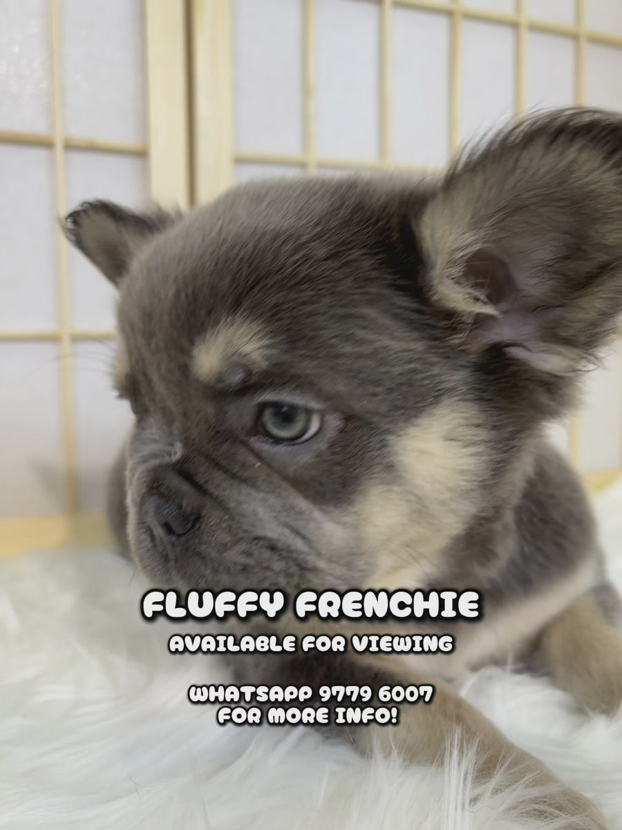 Fluffy French Bulldog 4148 ♀ – Paw Palace SG