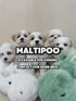 Maltipoo - 1693 (M)