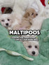 Maltipoo - 3770 (M)