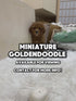 Mini Goldendoodle - 3002 (M)