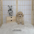 Maltipoo - 5964 ♀