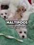 Maltipoo - 3306 (M)