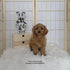 Cavapoo - 8139 ♀