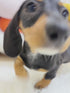 Mini Dachshund - 4237 (F)