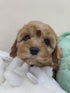 Cavapoo - 1044 (M)