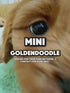 Mini Goldendoodle - 3740 (M)