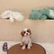 Cavapoo - 8290 (M)