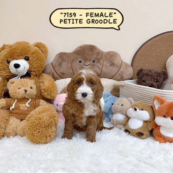 Petite Groodle - 7159 (Female)