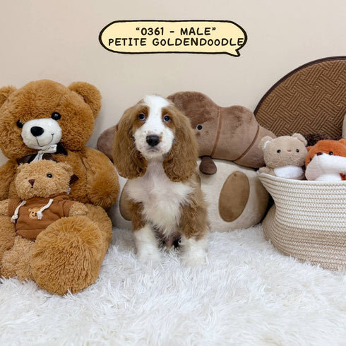 Petite Goldendoodle - 0361 (Male)