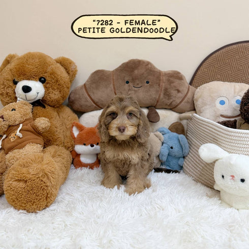 Petite Goldendoodle - 7282 (Female)