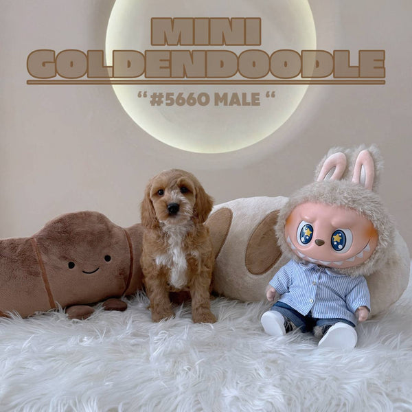 Mini Goldendoodle - 5660 (M)
