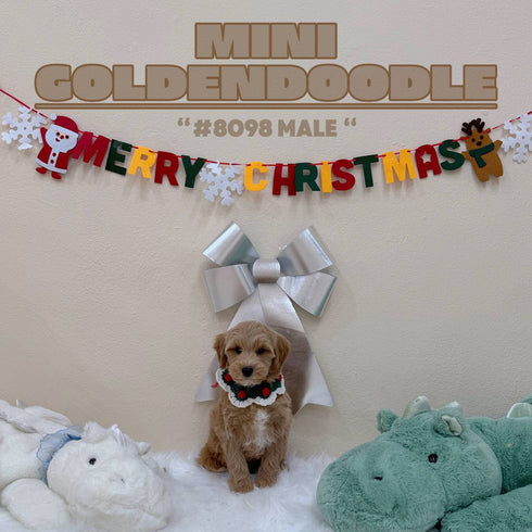 Mini Goldendoodle - 8098 (M)