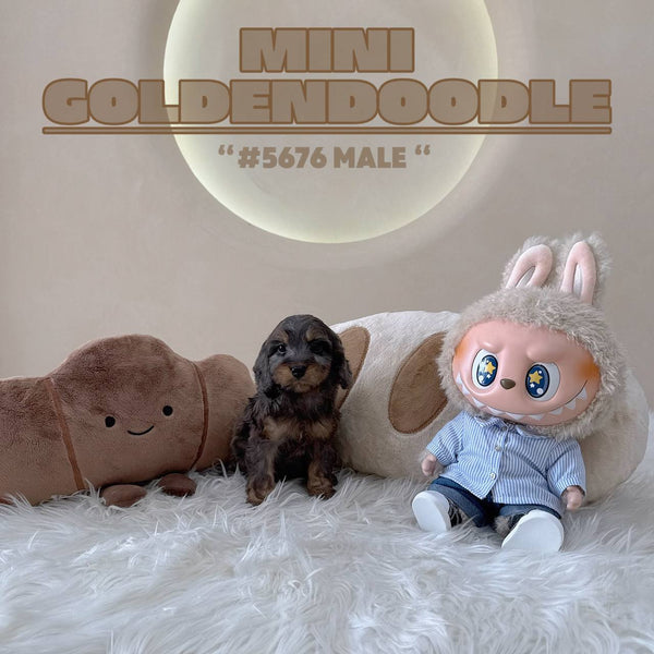 Mini Goldendoodle - 5676 (M)
