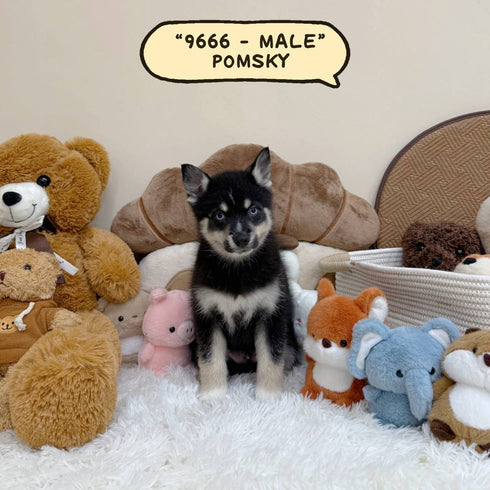 Pomsky - 9666 (Male)