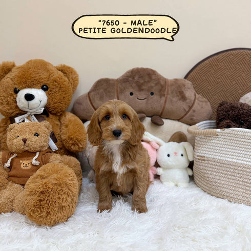 Petite Goldendoodle - 7650 (Male)
