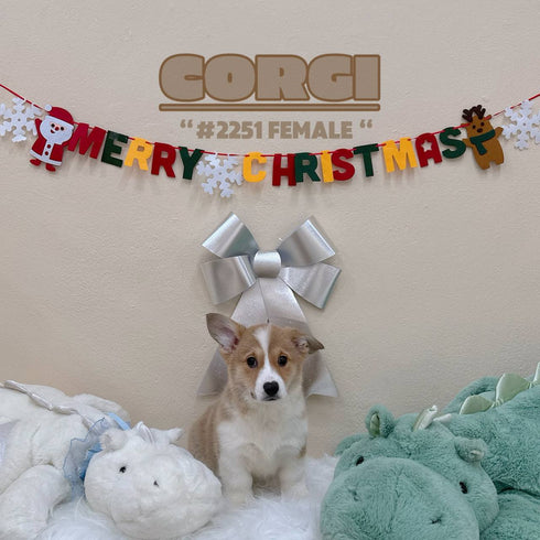 Corgi - 2251 (Female)
