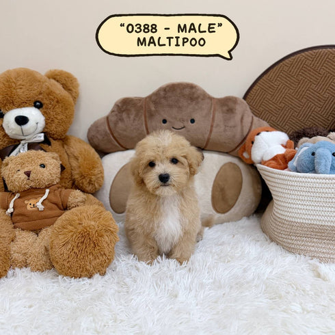 Maltipoo - 0388 (Male)