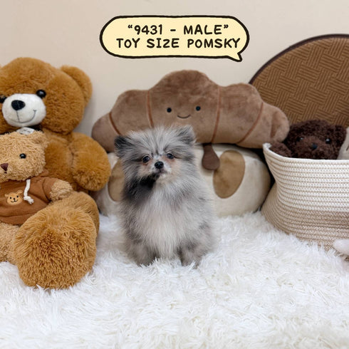 Pomsky (Toy Sized) – Male | Microchip 9431