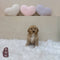 Mini Goldendoodle - 3736 (M)