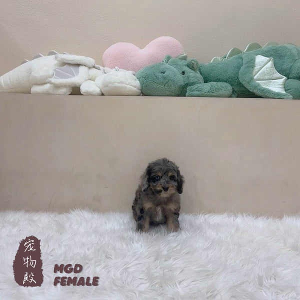 Mini Goldendoodle - 5164 (F)