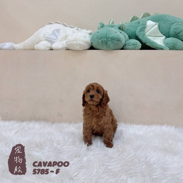 Cavapoo - 5785 (F)