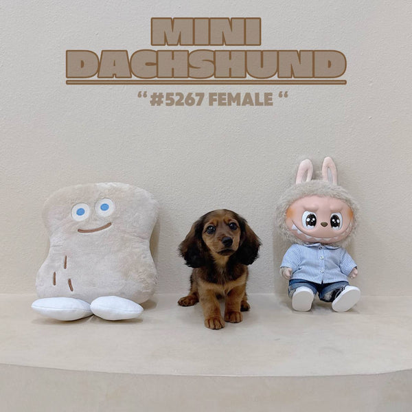 Mini Dachshund - 5267 (F)