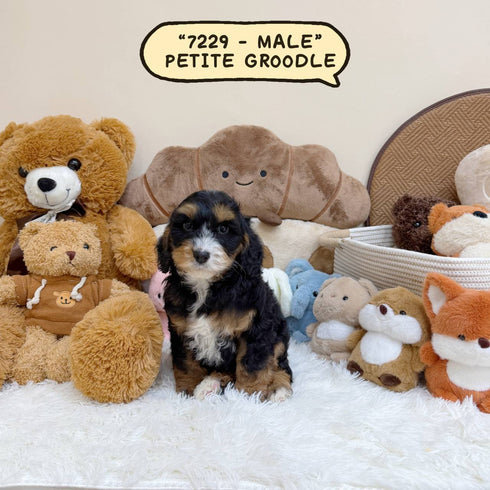Petite Groodle - 7229 (Male)