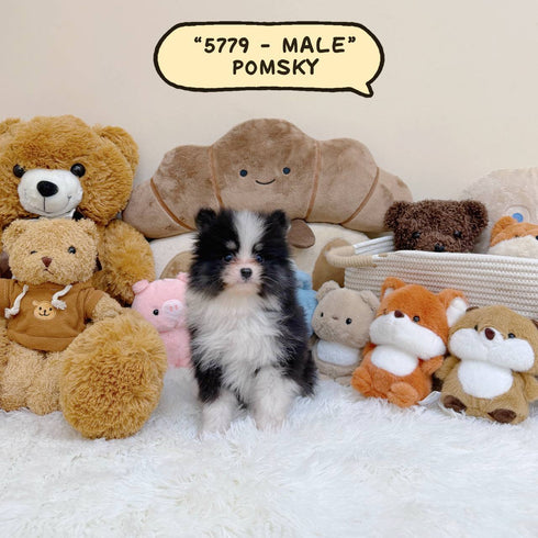 Pomsky - 5779 (Male)