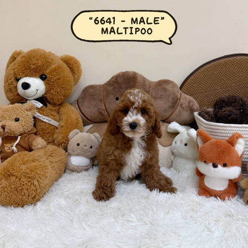 Maltipoo - 6641 (Male)