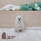 Japanese Spitz - 2159 (F)