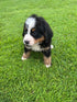 Bernese Mountain Dog