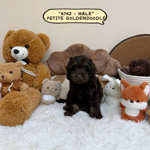 Petite Goldendoodle - 6742 (Male)