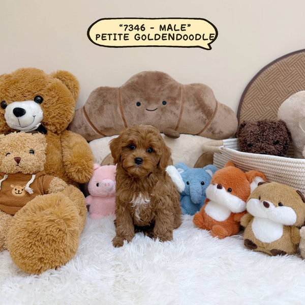 Petite Goldendoodle - 7346 (Male)