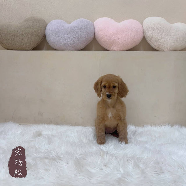 Mini Goldendoodle - 5677 (F)