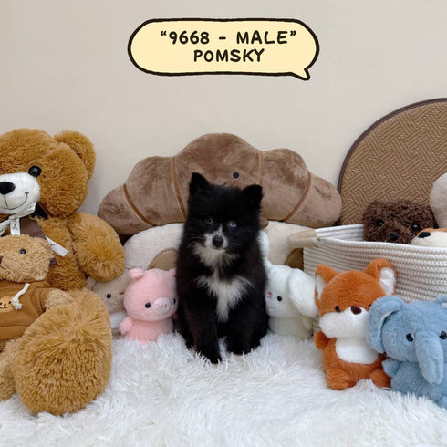 Pomsky - 9668 (Male)