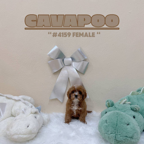 Cavapoo - 4159 (Female)
