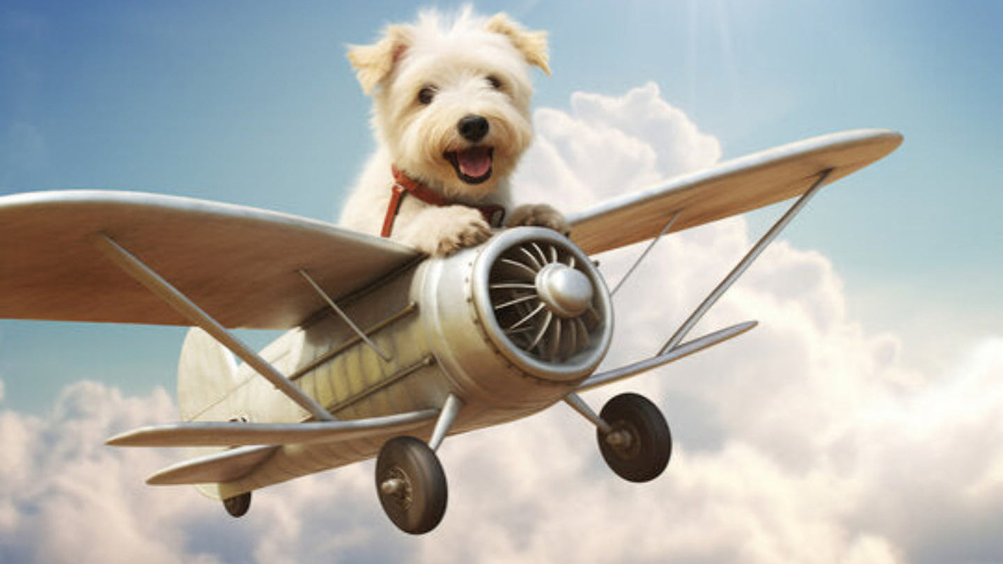 Dog sourcing service