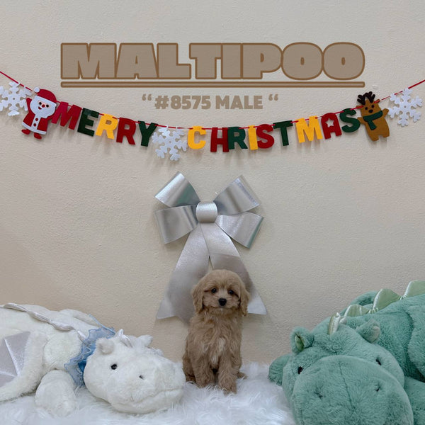 Maltipoo - 8575 (Male)