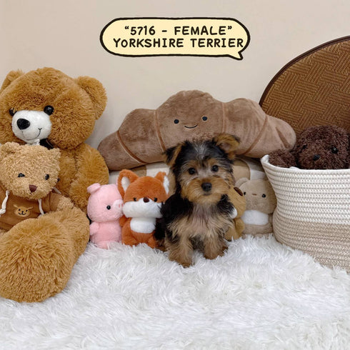 Yorkshire Terrier “Yorkie” - 5716 (Female)