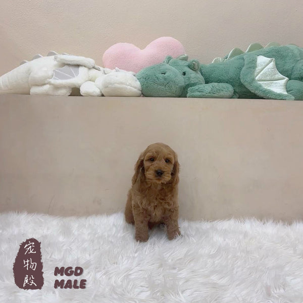 Mini Goldendoodle - 5161 (M)