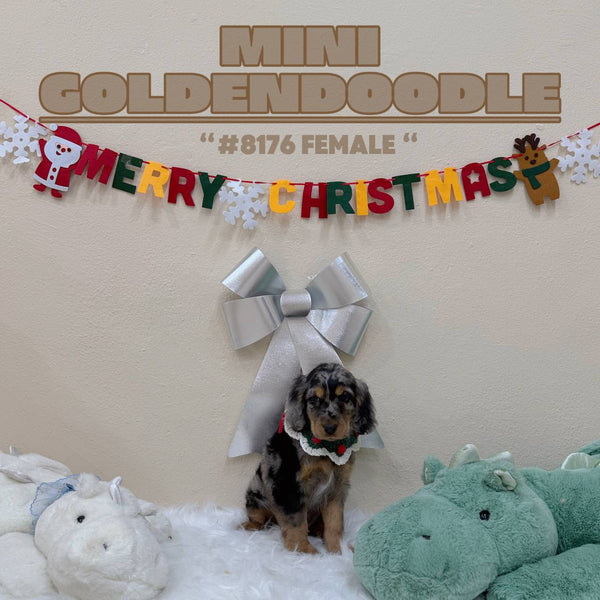 Mini Goldendoodle - 8176 (F)