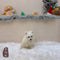 Japanese Spitz - 4361 (M)