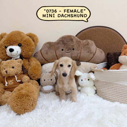Mini Dachshund Cream Longhair - 0736 (Female)