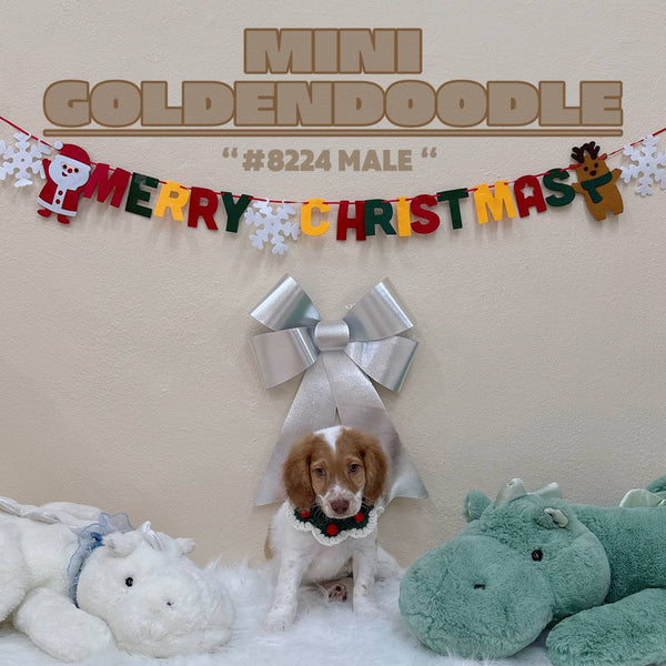 Mini Goldendoodle - 8224 (M)