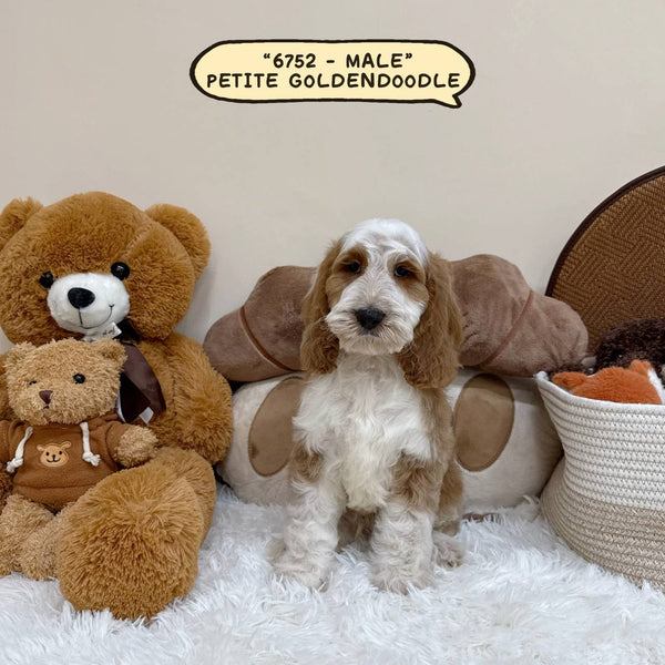 Petite Goldendoodle - 6752 (Male)